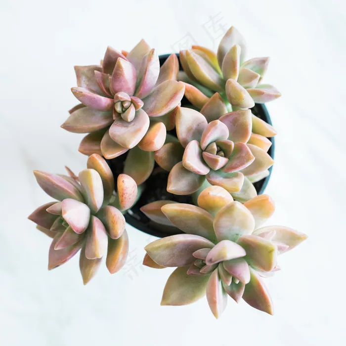 简约小清新文艺风插花静物摆拍背景