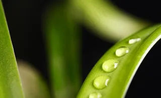 水珠与绿叶图片