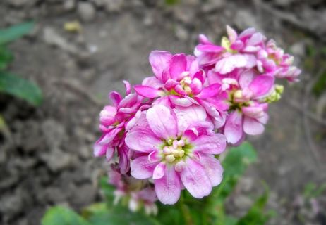 不知道是啥米的小花图片