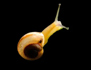 蜗牛免抠素材PSD分层