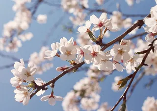 春天花朵 花朵图片 桃花 李花 杏花 春暖花朵 桃花林