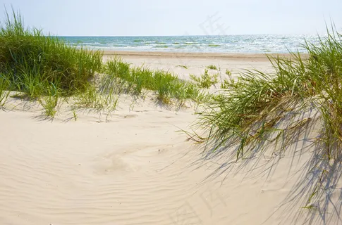 海边草丛图片 海边草丛图片
