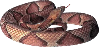 毒蛇动物设计PNG透明背景免扣素材