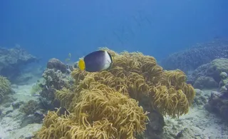 沙巴海景风光图片