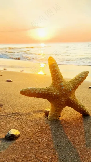 夕阳下沙滩上的海星高清图片
