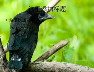 乌鸦特写高清PPT(4)