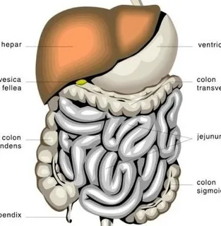 消化器官的医学图剪贴画