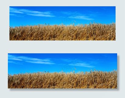 麦田宽幅风景摄影