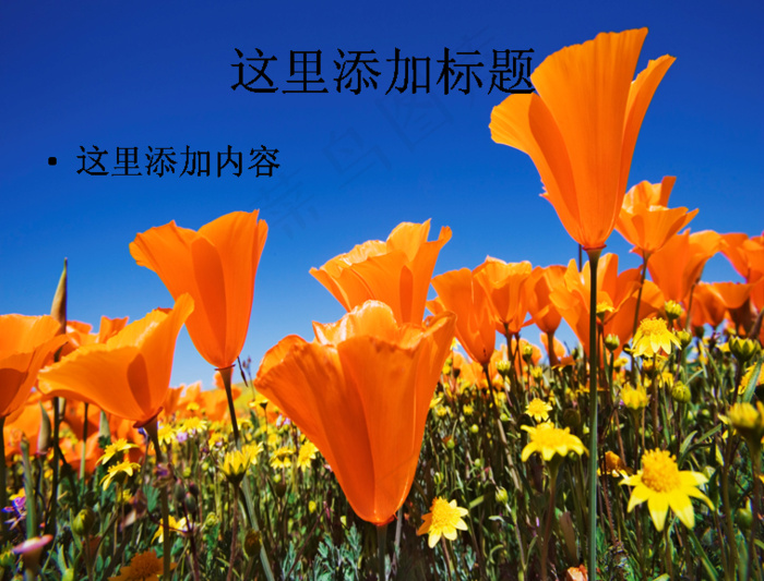 电脑桌面风景ppt鲜花怒放背景图...