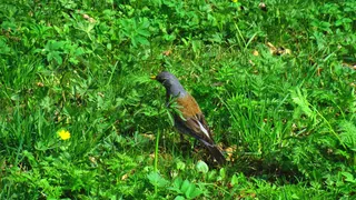 草地上的小鸟图片