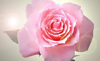 粉色玫瑰