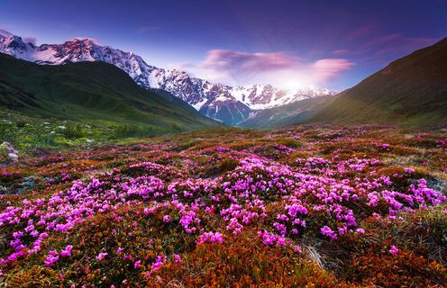 美丽雪山鲜花风景