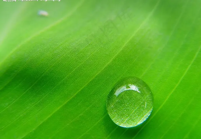 绿叶水滴图片