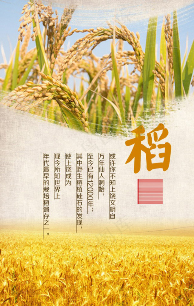 小麦粮食海报psd模版下载