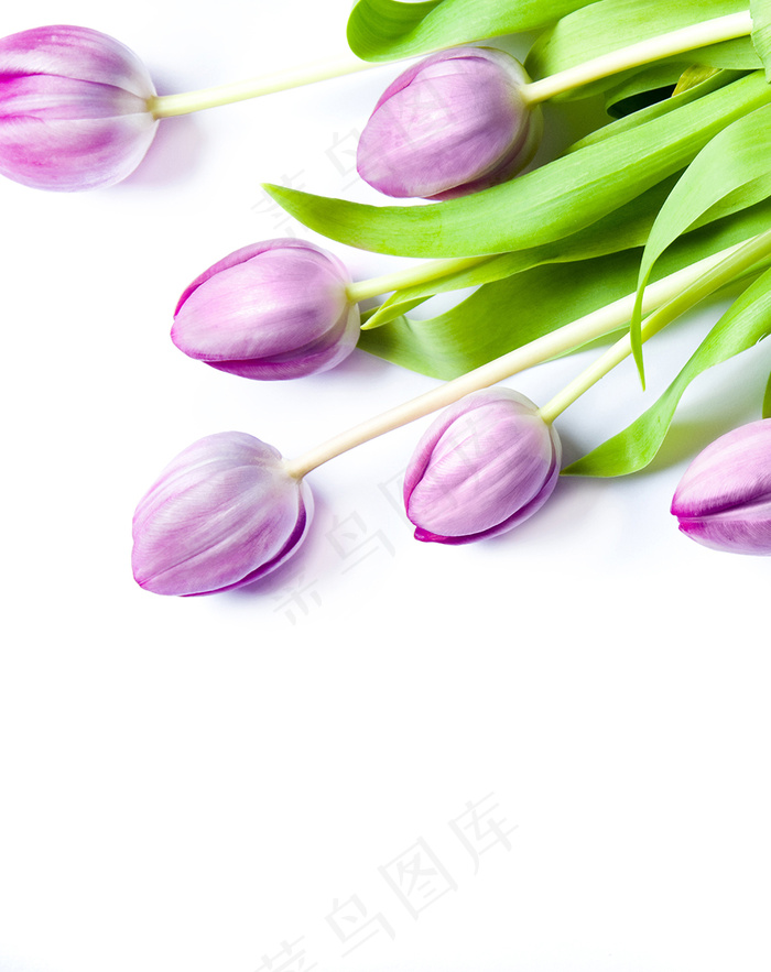郁金香花束背景图