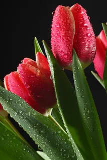 郁金香花束背景图 郁金香花束背景图