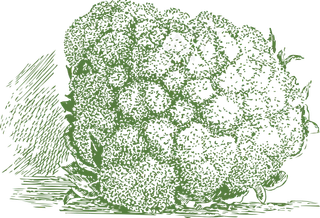 菜花植物剪贴画