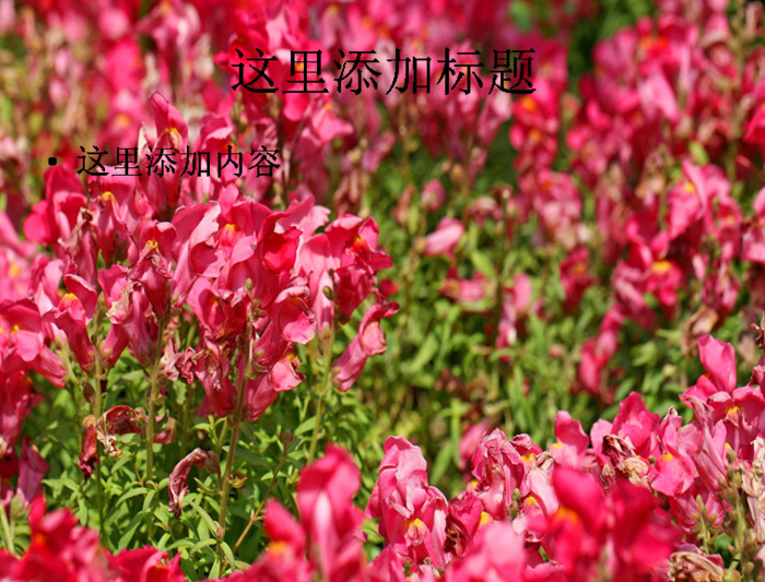 美丽的金鱼草(9)