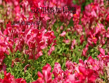 美丽的金鱼草(9)