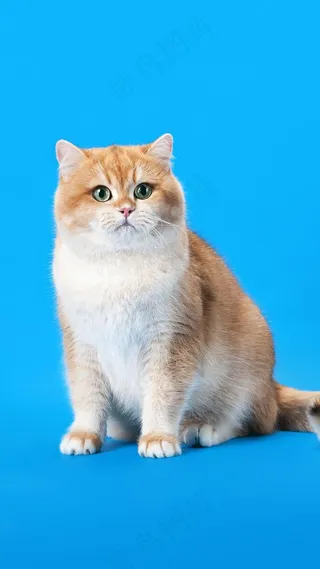 蓝色背景猫咪特写高清摄影图片