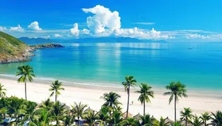 海岸椰树沙滩图片