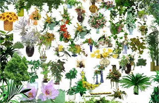 各种树盆栽的素材图片