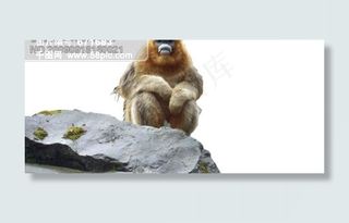 国家一级保护动物 秦岭金丝猴