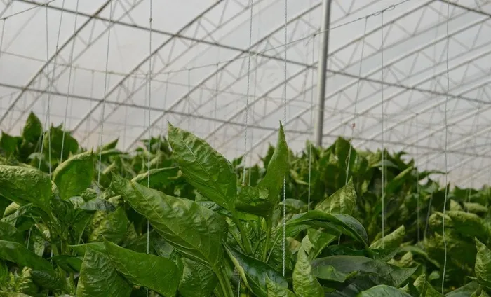 大棚 农业 农产品图片