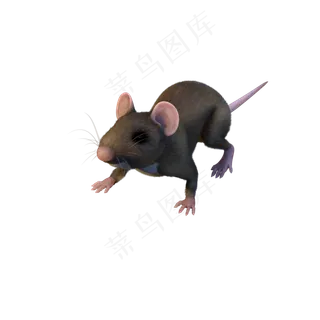 动物老鼠动物老鼠