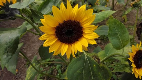 橙色向日葵摄影图