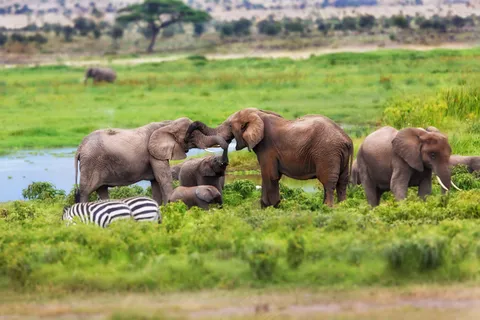 草在上亲呢的大象图片