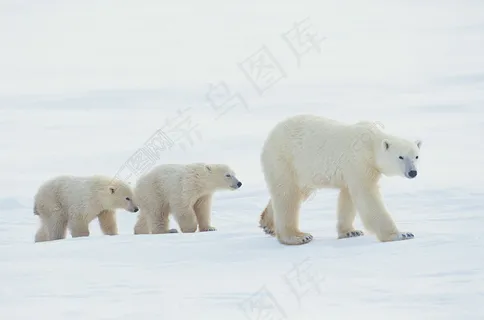 北极熊图片
