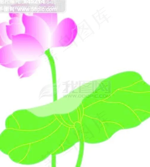 漂亮荷花