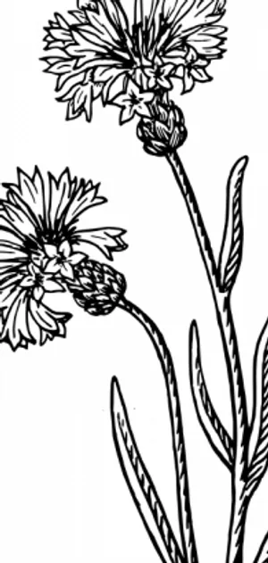 夏天的花朵矢量图像 夏天的花朵矢量图像