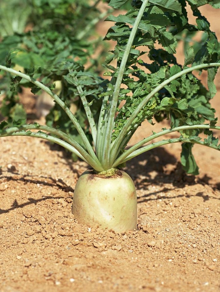 萝卜 白萝卜图片