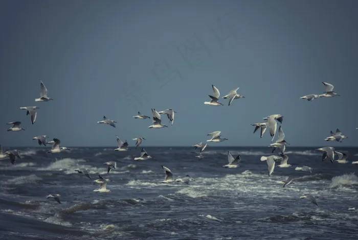 海面上飞翔的海鸥图片
