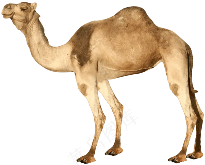 骆驼透明png
