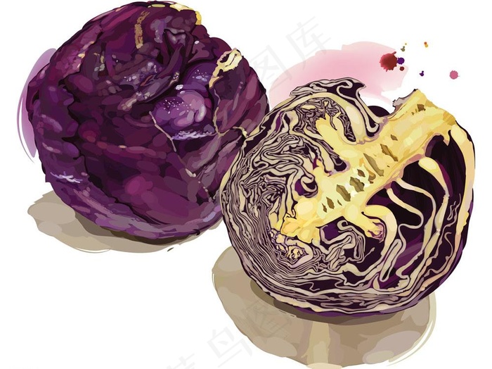矢量紫甘兰包菜设计素材图片eps,ai矢量模版下载