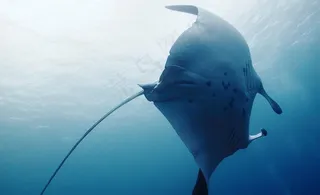 日本冲绳水族馆鱼类摄影写真图片