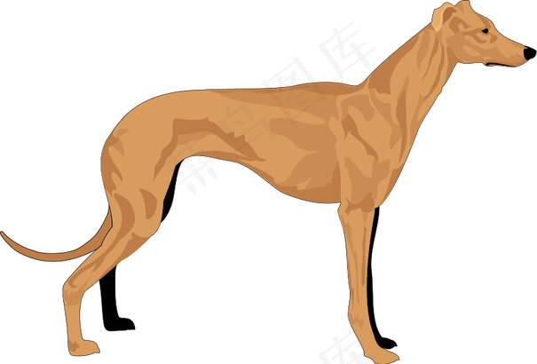 灰色猎犬