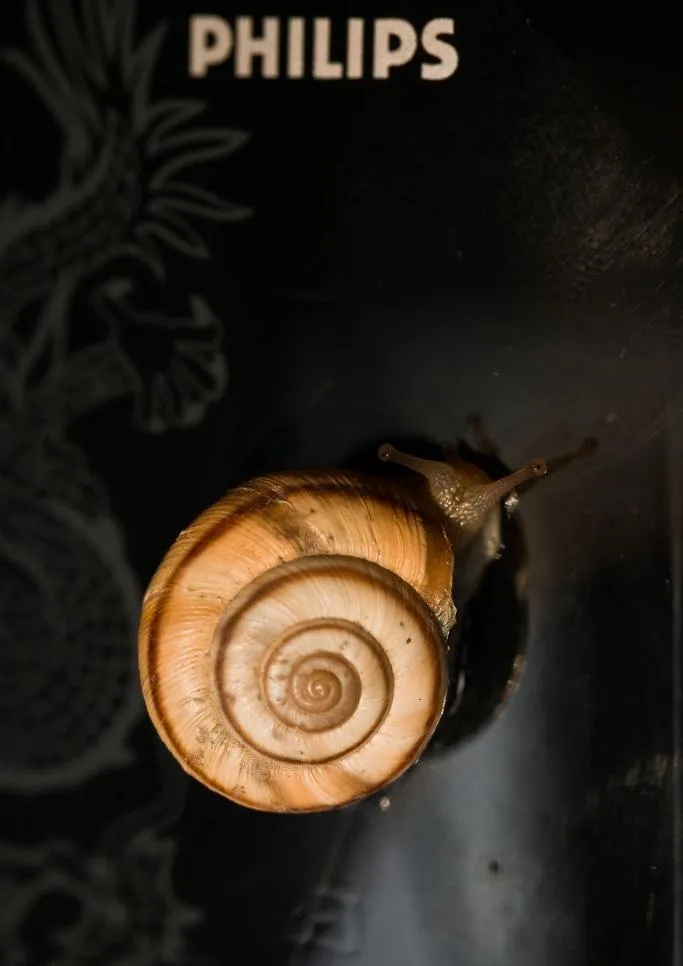 美妙的螺线图片