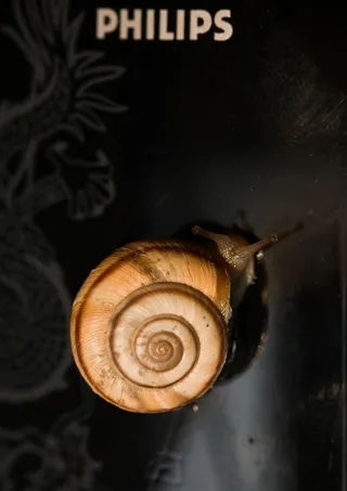 美妙的螺线图片