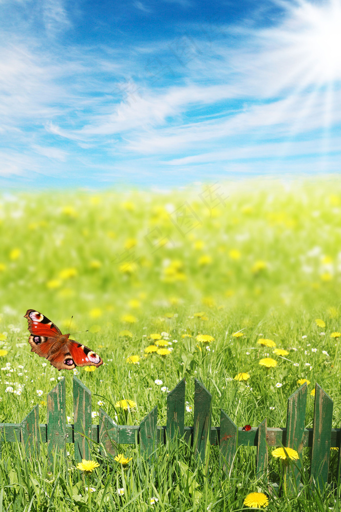 春天花朵飞舞绿草青青图片