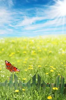 春天花朵飞舞绿草青青图片