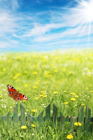 春天花朵飞舞绿草青青图片