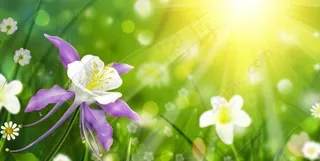 百合 唯美 装饰画 无框画图片