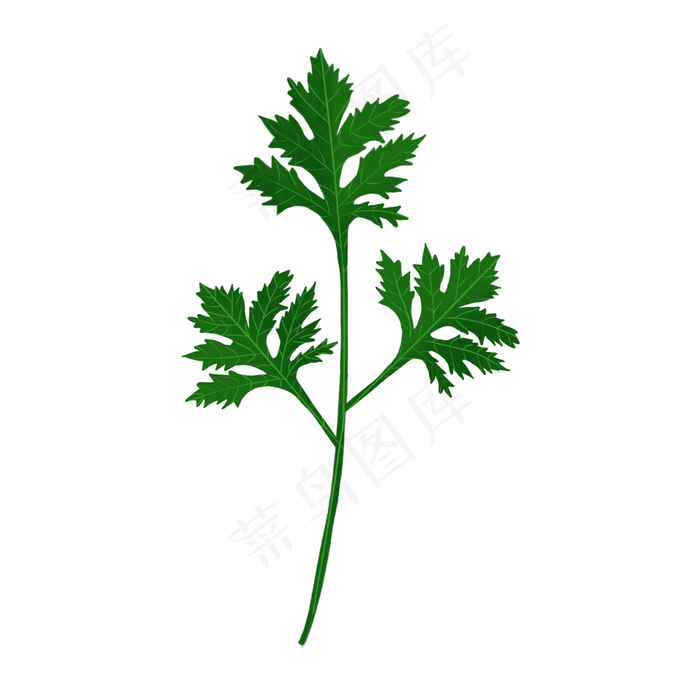 绿色植物素材中医艾灸治理药材艾草叶子