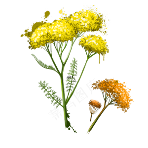 手绘草本植物药草香料水彩画