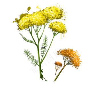 手绘草本植物药草香料水彩画