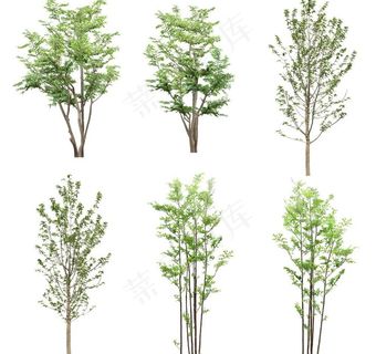 园林树木绿树绿叶图片